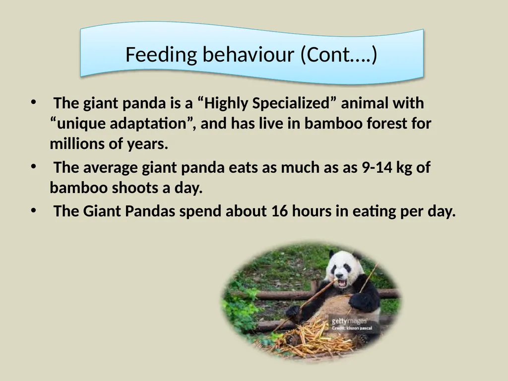 Content Common & Scientific name of the animal - slide 6 of 9