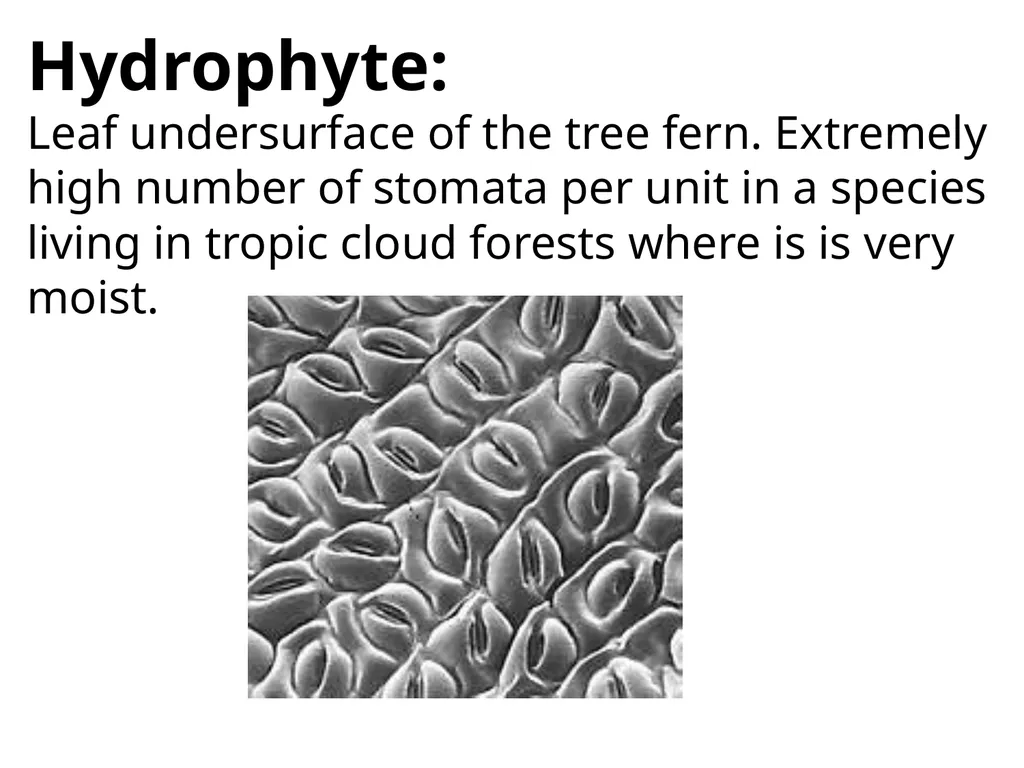 Aims of the session: Take measurements of leaves + - slide 3 of 22