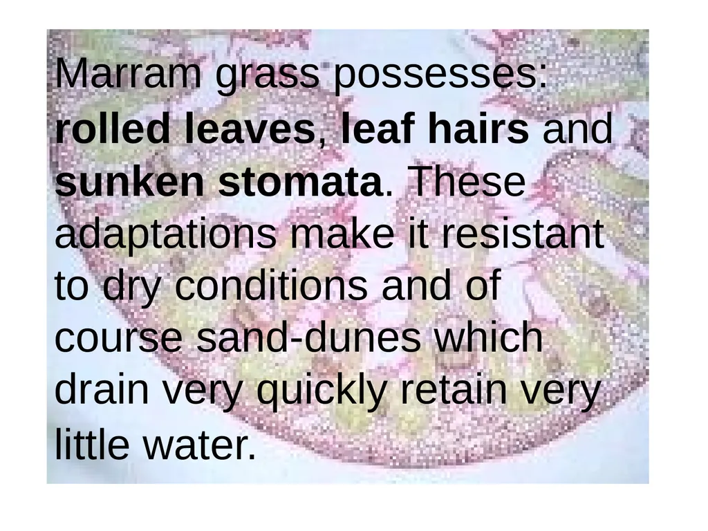 Aims of the session: Take measurements of leaves + - slide 12 of 22