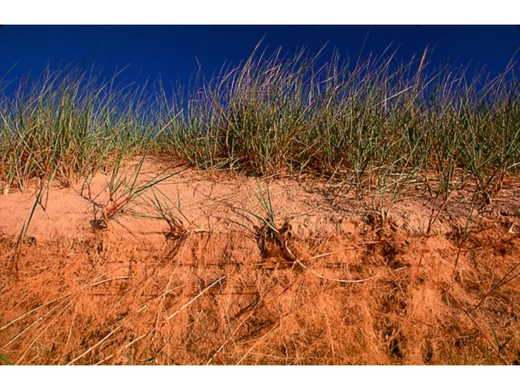 Aims of the session: Take measurements of leaves + - slide 14 of 22