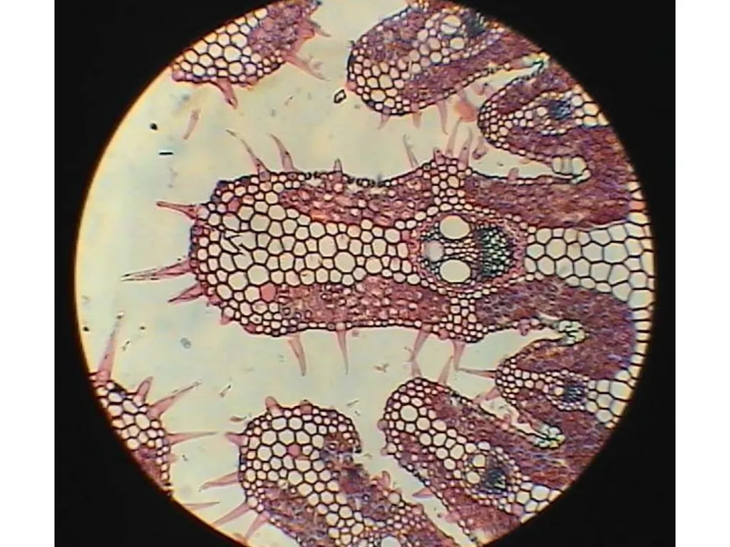 Aims of the session: Take measurements of leaves + - slide 15 of 22