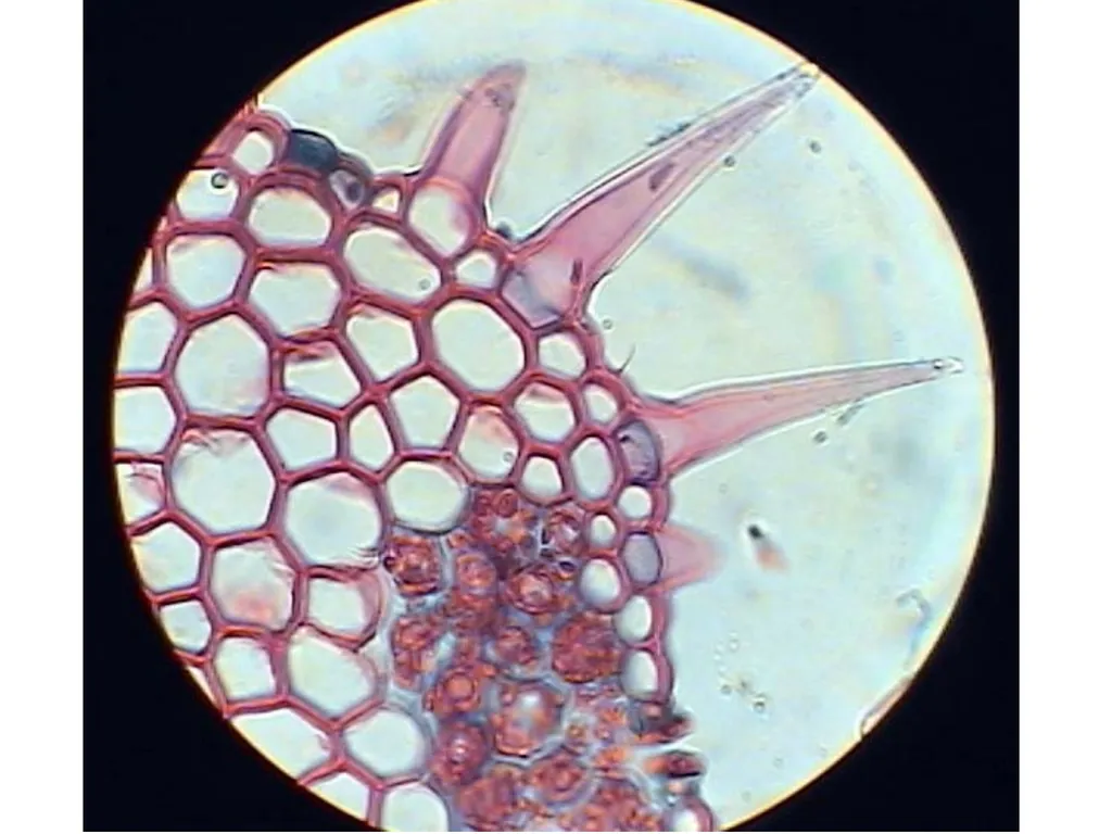 Aims of the session: Take measurements of leaves + - slide 16 of 22