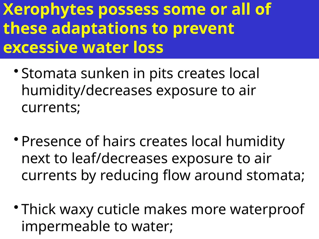Aims of the session: Take measurements of leaves + - slide 5 of 22