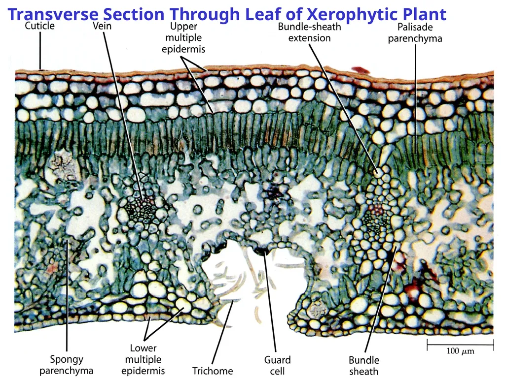Aims of the session: Take measurements of leaves + - slide 10 of 22