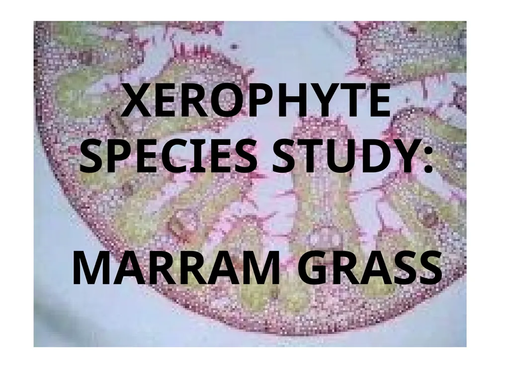 Aims of the session: Take measurements of leaves + - slide 11 of 22