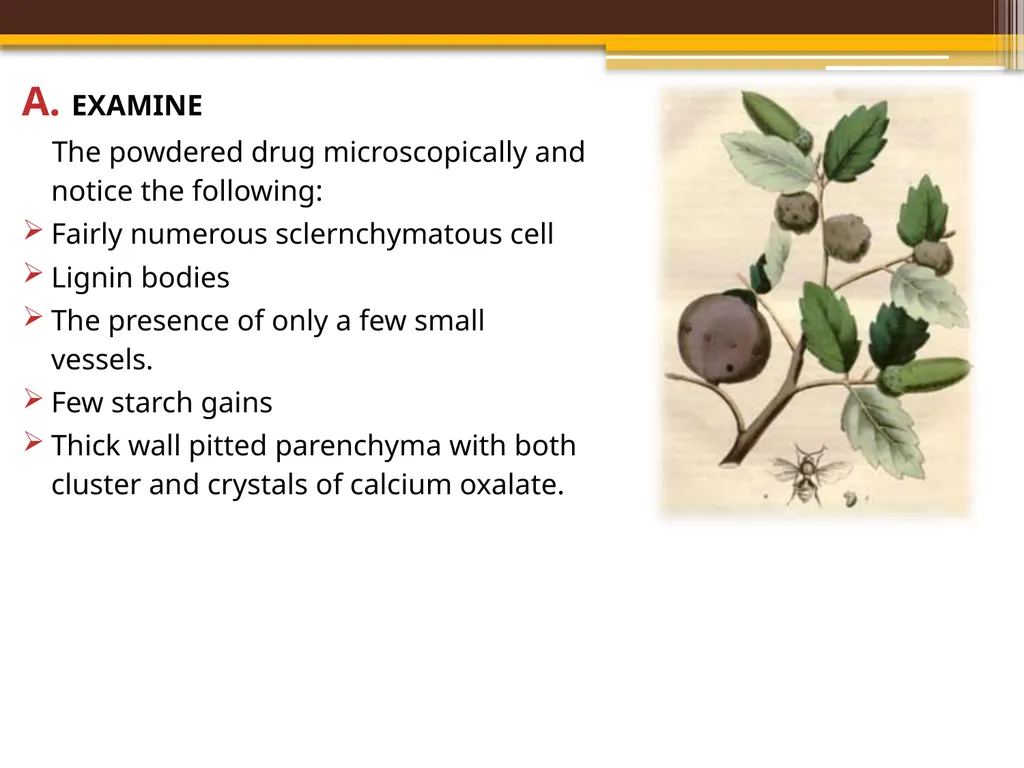 TANNINS Lab.7 Pharmacognosy 3rd Class, 1st - slide 16 of 18