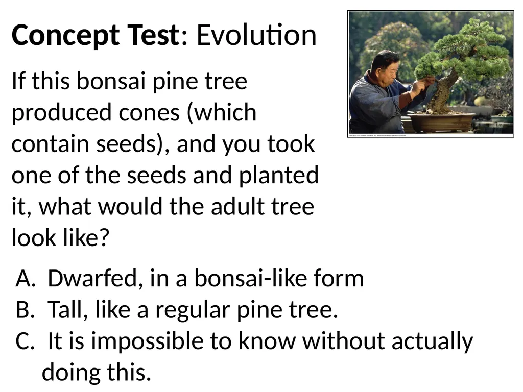 Chapter 8 concept test If this bonsai pine tree - slide 2 of 7