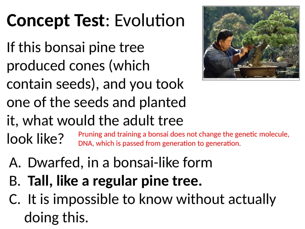 Chapter 8 concept test If this bonsai pine tree - slide 3 of 7