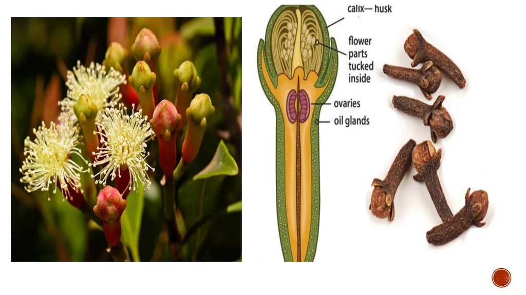 CLOVE GODI SUSMITHA CLOVE Scientific Name : - slide 6 of 15