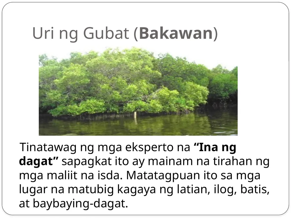 5 Uri ng kagubatan na matatagpuan sa Pilipinas - slide 5 of 6