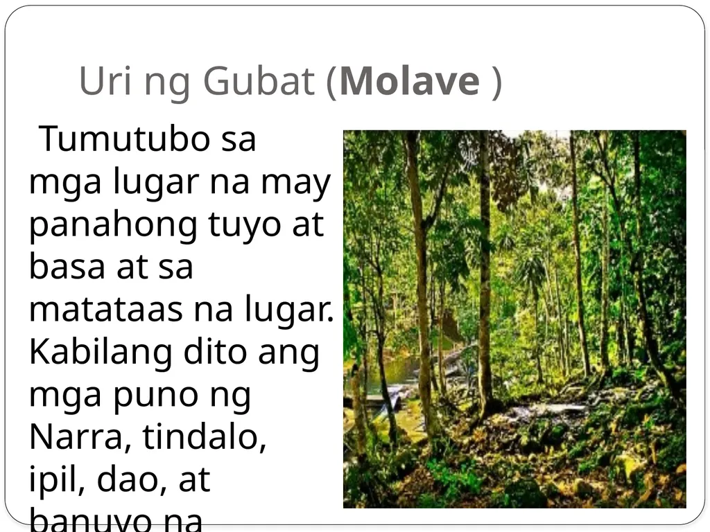 5 Uri ng kagubatan na matatagpuan sa Pilipinas - slide 3 of 6