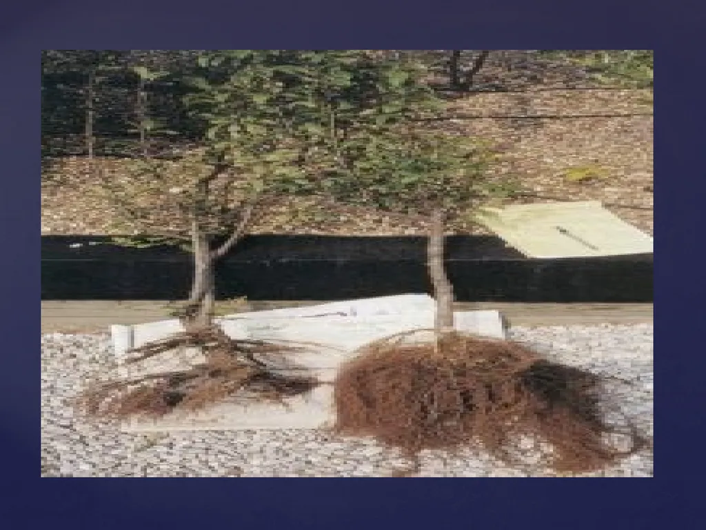 Rhizosphere Concept and its Historical Background - slide 19 of 49