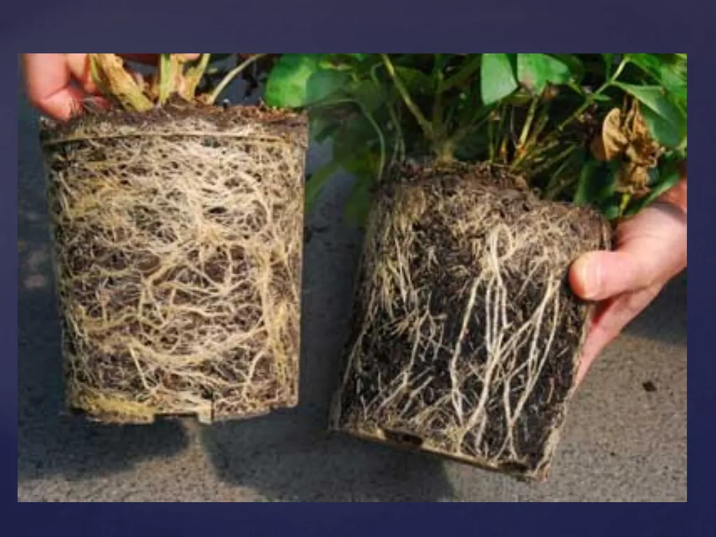 Rhizosphere Concept and its Historical Background - slide 4 of 49
