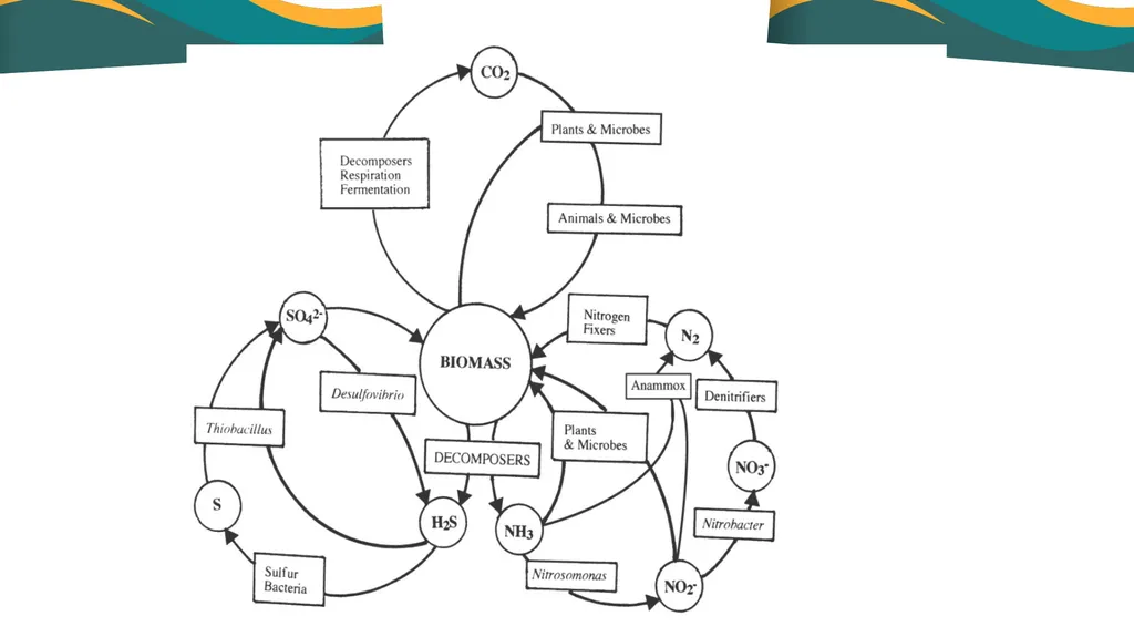 The Scope of Food Microbiology UNIVERSITY OF - slide 6 of 7