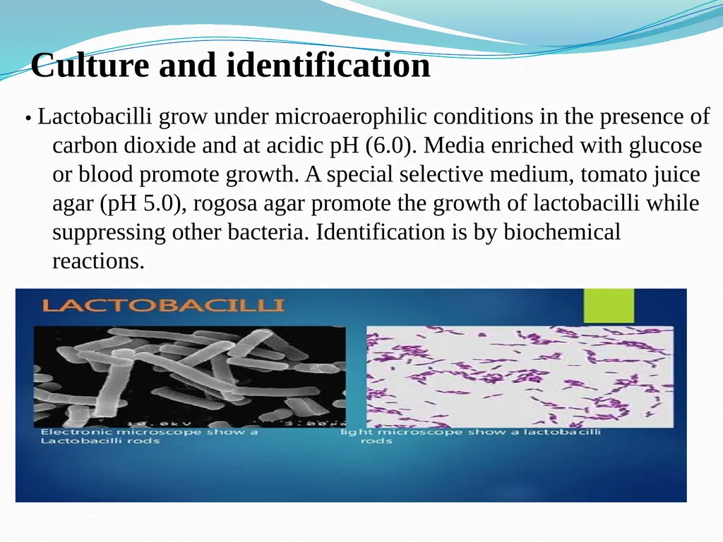 Lactobacilli Asst .Prof .Dr. Bara′ Hamid - slide 7 of 12