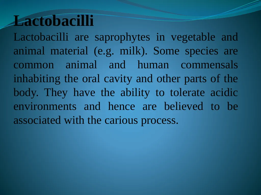 Lactobacilli Asst .Prof .Dr. Bara′ Hamid - slide 2 of 12