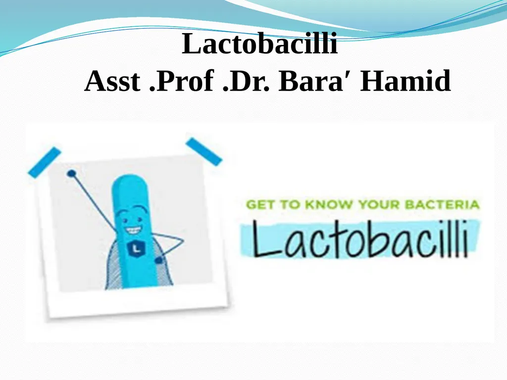 Lactobacilli Asst .Prof .Dr. Bara′ Hamid - slide 1 of 12