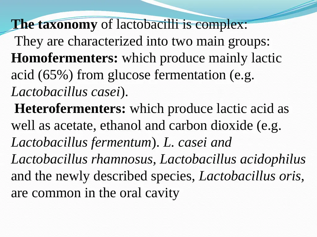 Lactobacilli Asst .Prof .Dr. Bara′ Hamid - slide 3 of 12