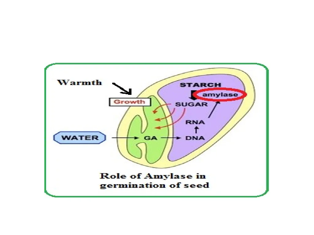 Seed Dormancy Seed is fertilized ovule which - slide 27 of 31