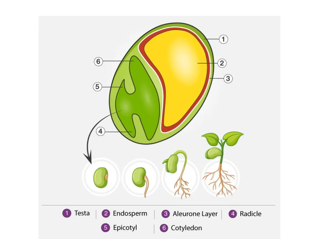 Seed Dormancy Seed is fertilized ovule which - slide 3 of 31