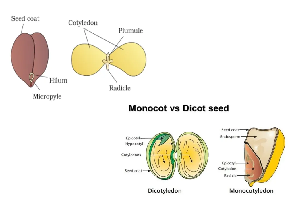 Seed Dormancy Seed is fertilized ovule which - slide 4 of 31