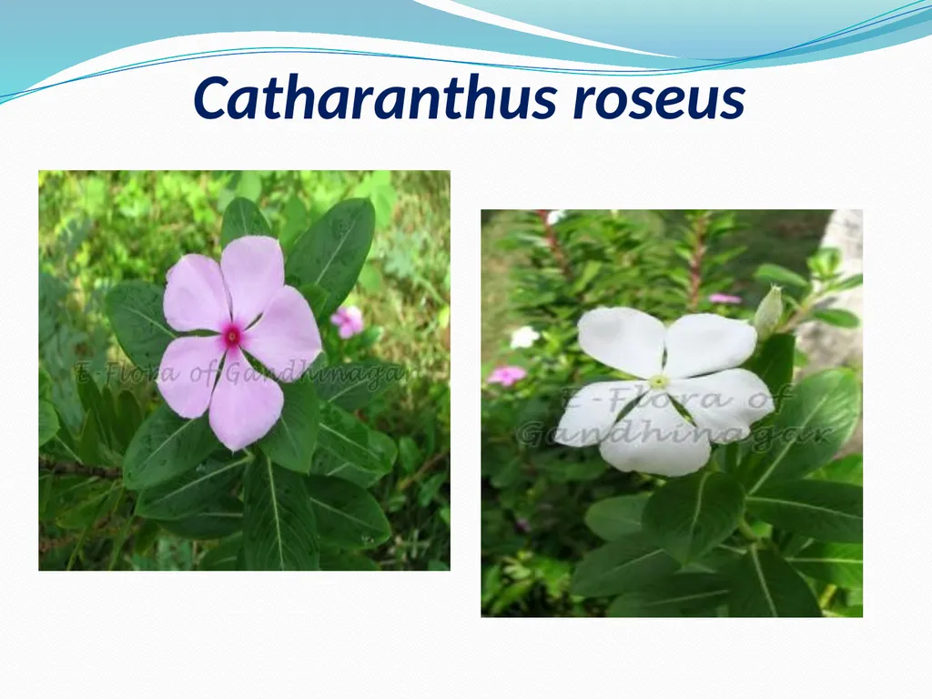 SYSTEMATIC BOTANY Dr.Tripta Jain Asst. Professor - slide 7 of 11