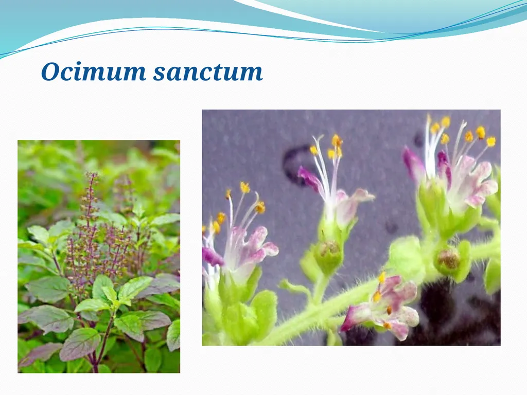 SYSTEMATIC BOTANY Dr.Tripta Jain Asst. Professor - slide 2 of 11