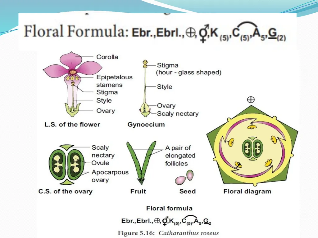 SYSTEMATIC BOTANY Dr.Tripta Jain Asst. Professor - slide 11 of 11
