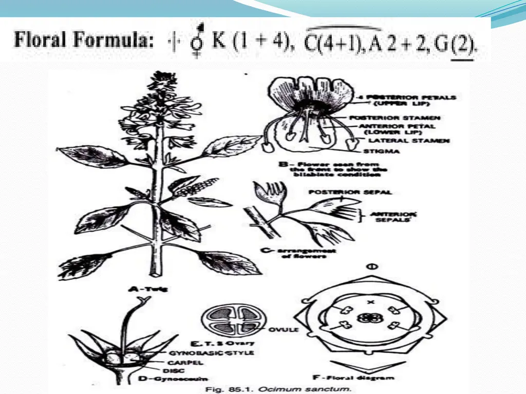 SYSTEMATIC BOTANY Dr.Tripta Jain Asst. Professor - slide 6 of 11