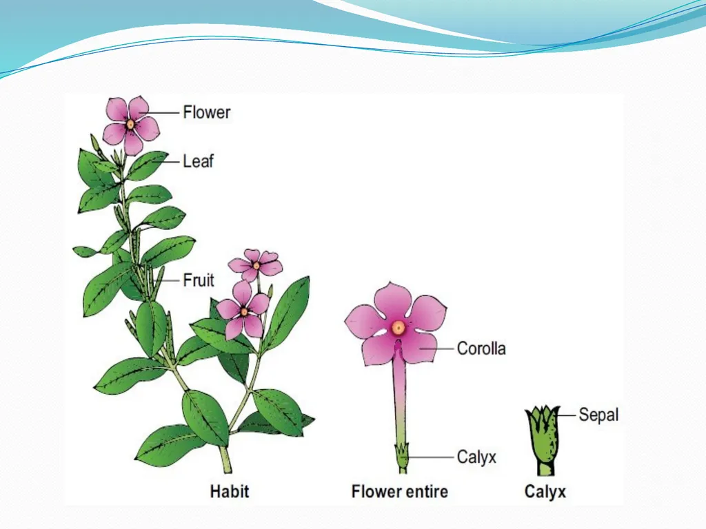 SYSTEMATIC BOTANY Dr.Tripta Jain Asst. Professor - slide 8 of 11
