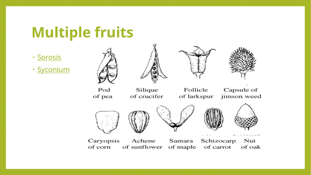 Fruits the mature ovaries or pistils of flowering - slide 6 of 8