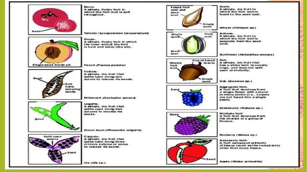Fruits the mature ovaries or pistils of flowering - slide 4 of 8