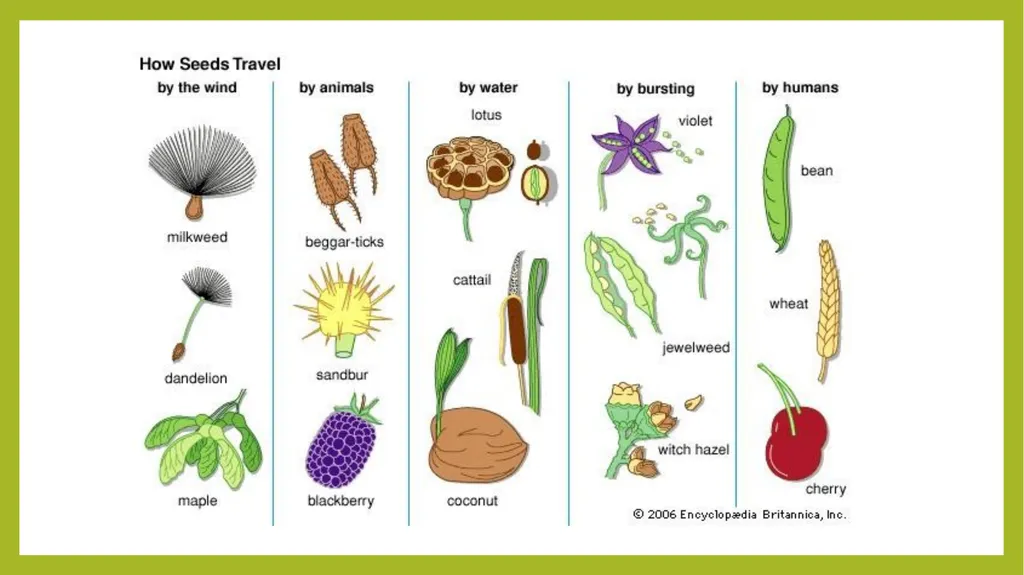 Fruits the mature ovaries or pistils of flowering - slide 8 of 8