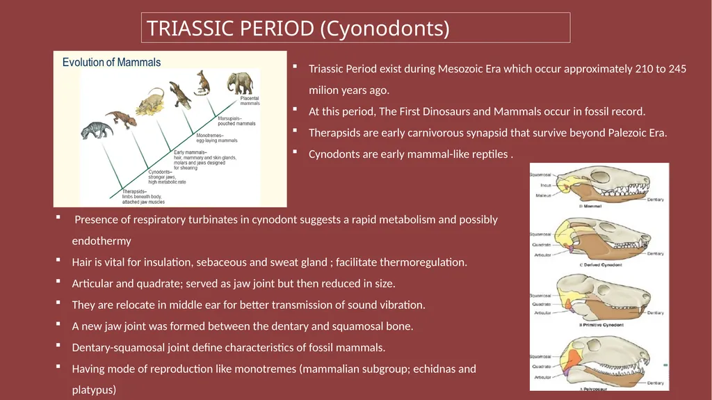 HISTORY OF MAMMALS (TRIASSIC AND CENOZIAN PERIOD) - slide 2 of 4
