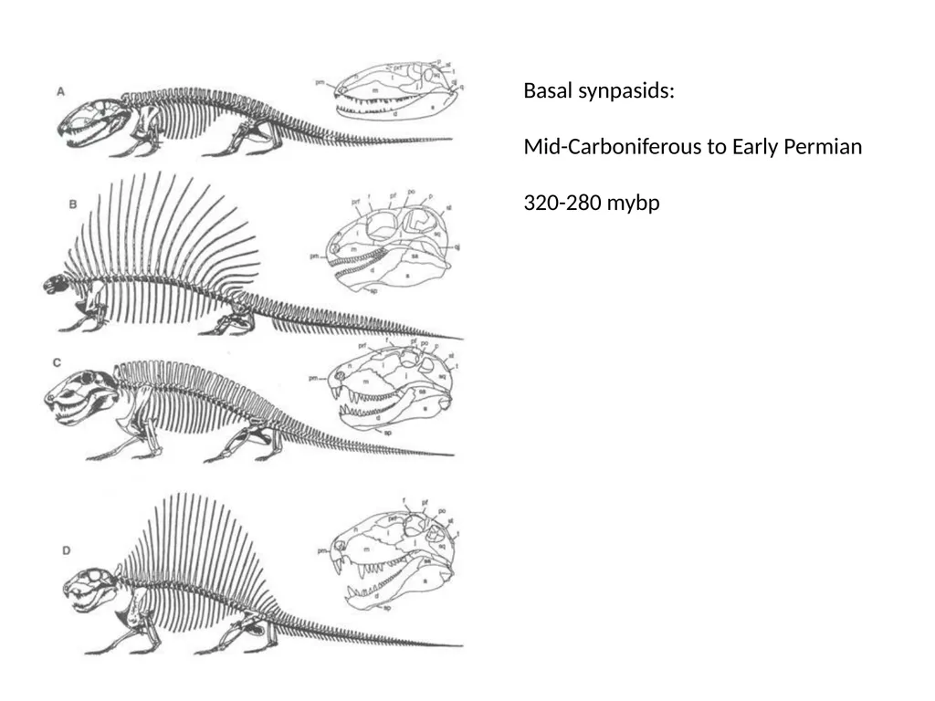 Stuart S. Sumida Biology 342 (Over) Simplified - slide 6 of 22