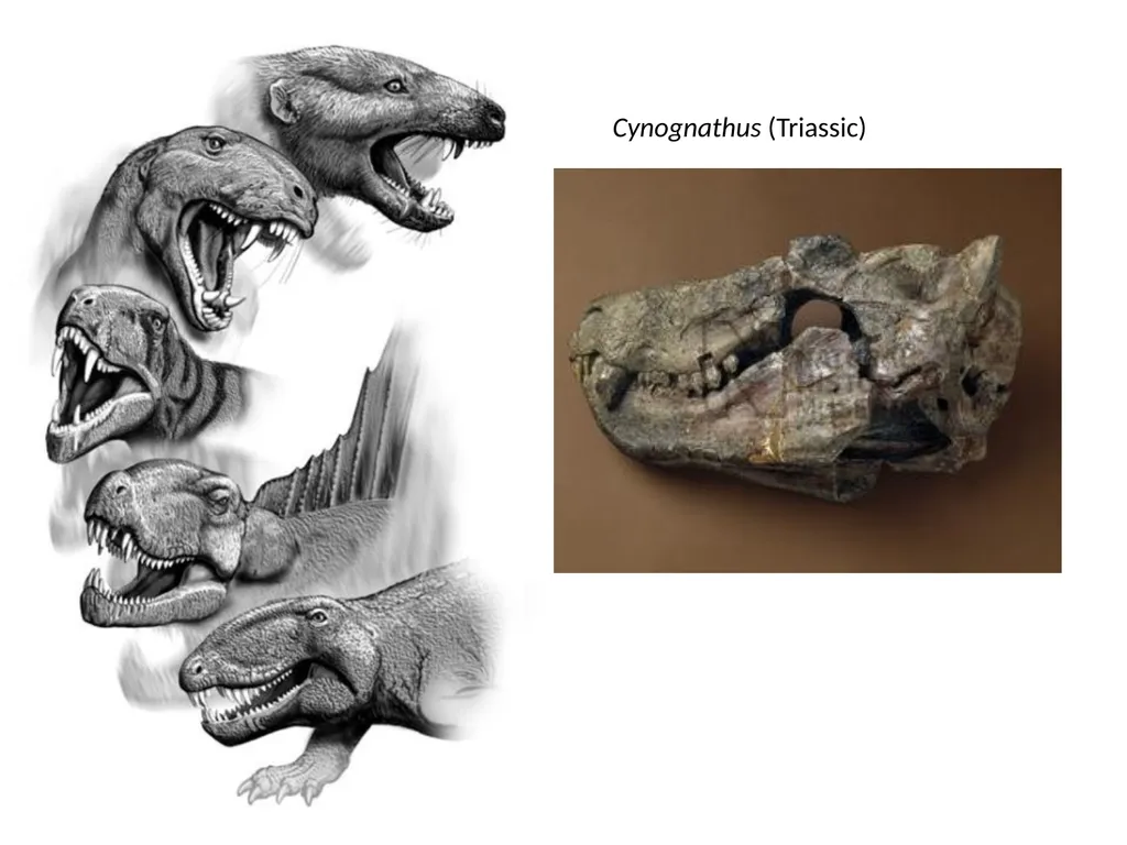 Stuart S. Sumida Biology 342 (Over) Simplified - slide 20 of 22