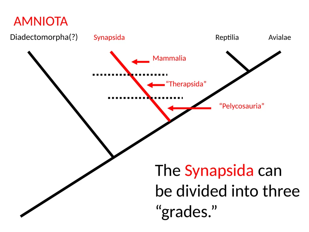 Stuart S. Sumida Biology 342 (Over) Simplified - slide 2 of 22