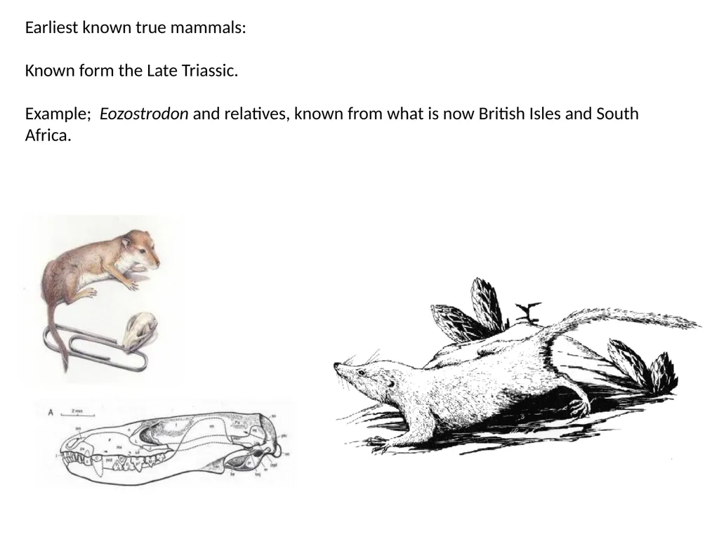 Stuart S. Sumida Biology 342 (Over) Simplified - slide 22 of 22