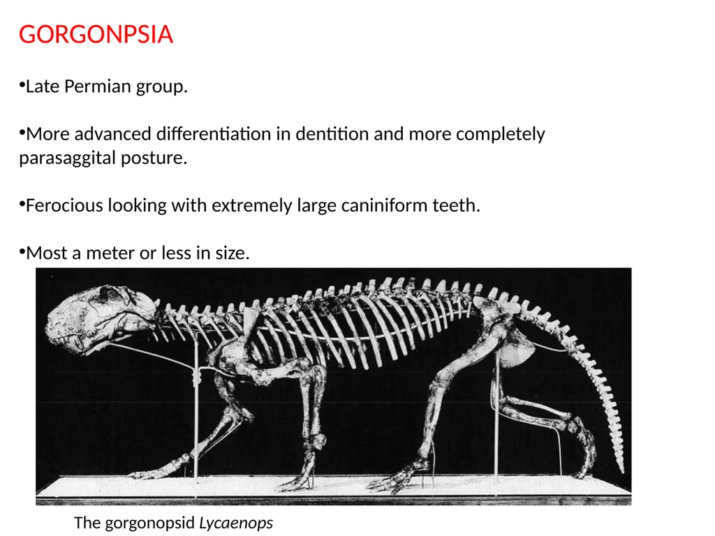 Stuart S. Sumida Biology 342 (Over) Simplified - slide 14 of 22