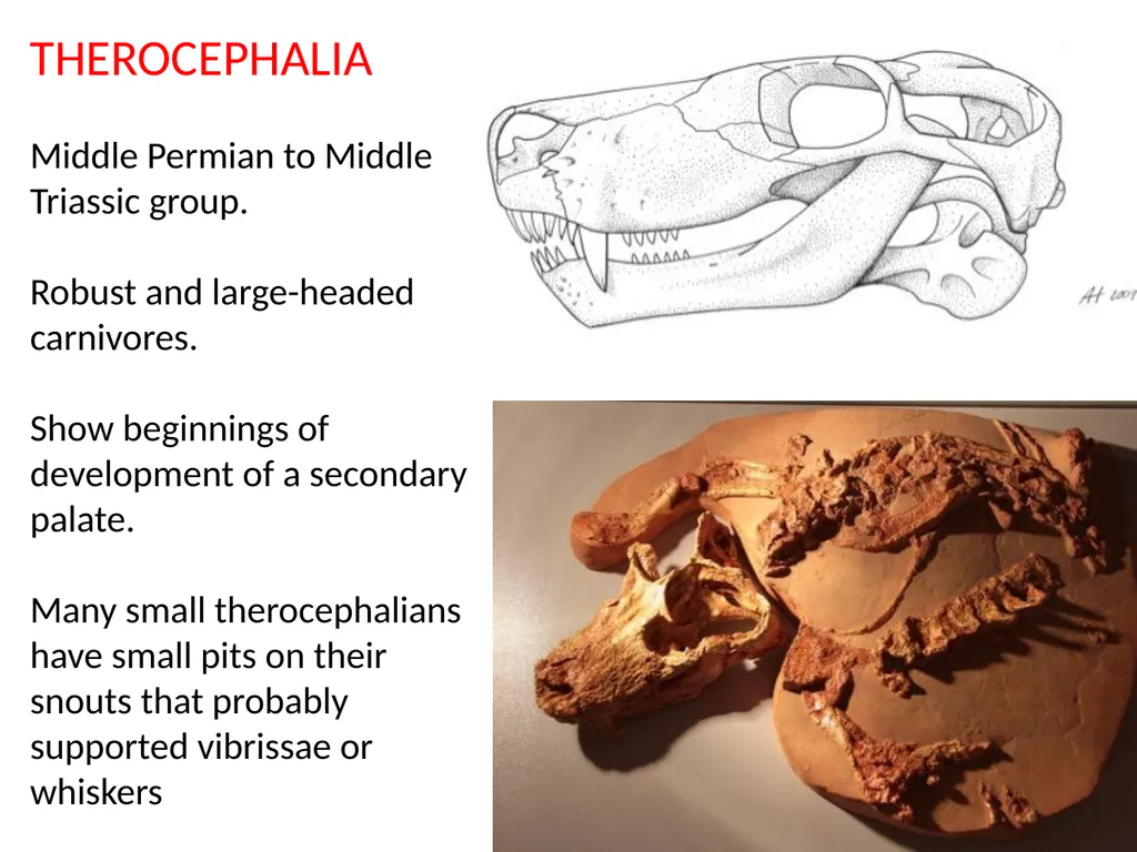 Stuart S. Sumida Biology 342 (Over) Simplified - slide 16 of 22