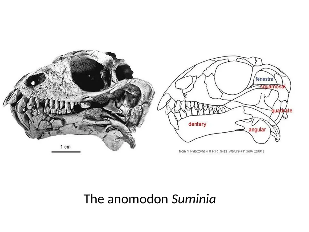 Stuart S. Sumida Biology 342 (Over) Simplified - slide 12 of 22