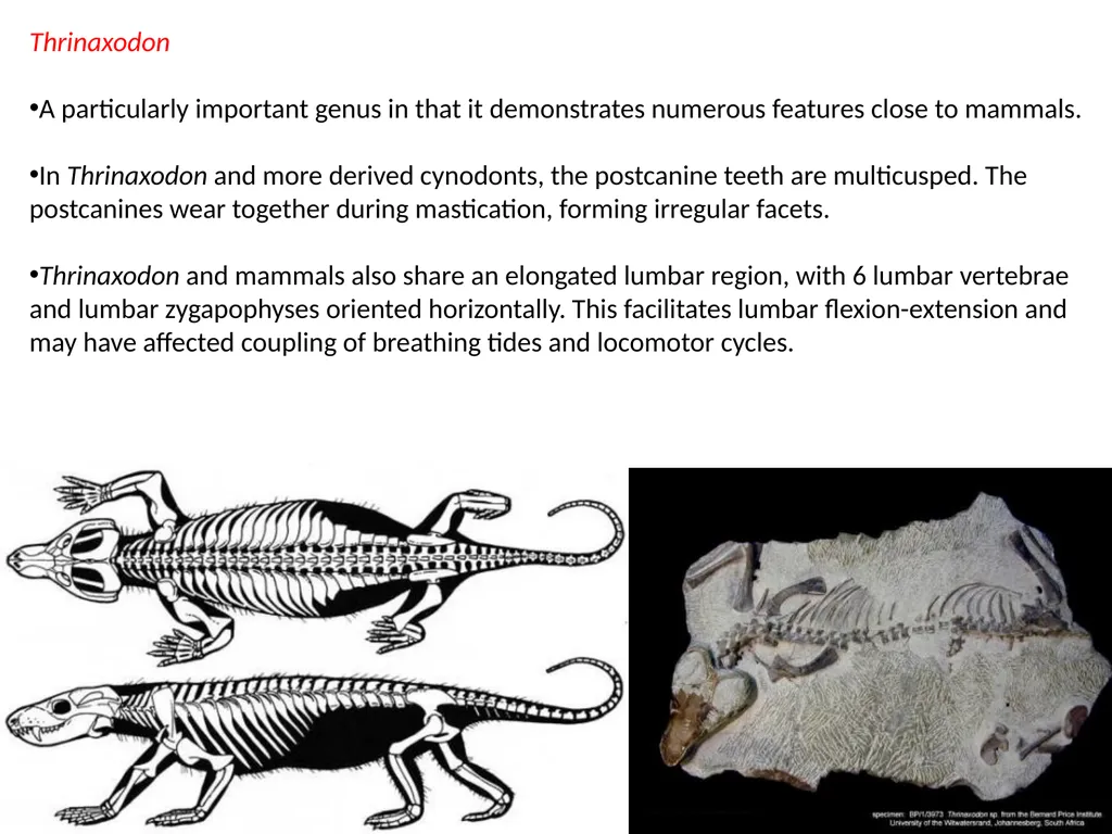 Stuart S. Sumida Biology 342 (Over) Simplified - slide 18 of 22