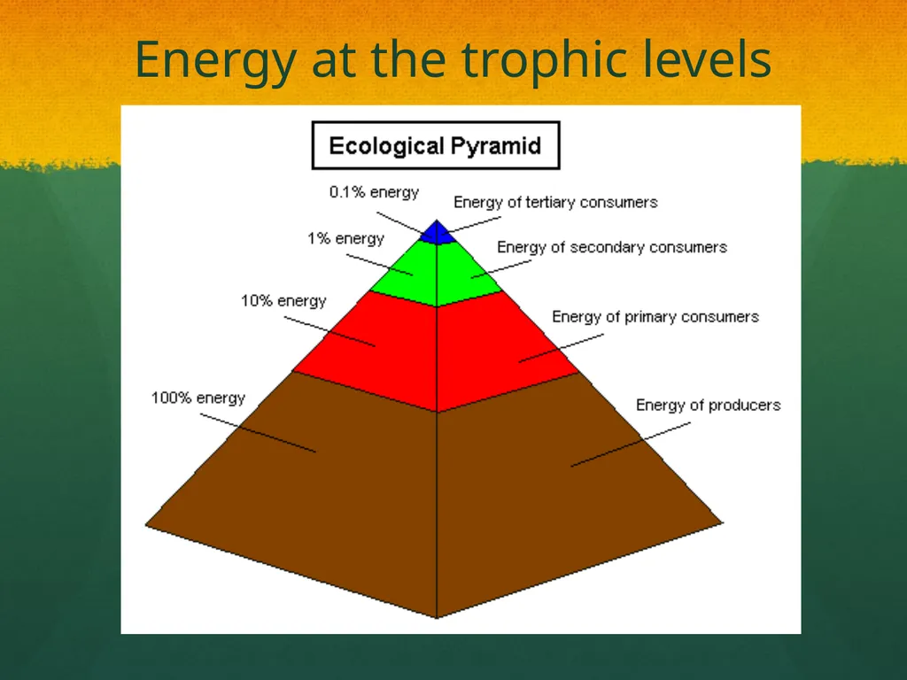Ecosystem: Conceptual Questions Elementary Grade - slide 14 of 21