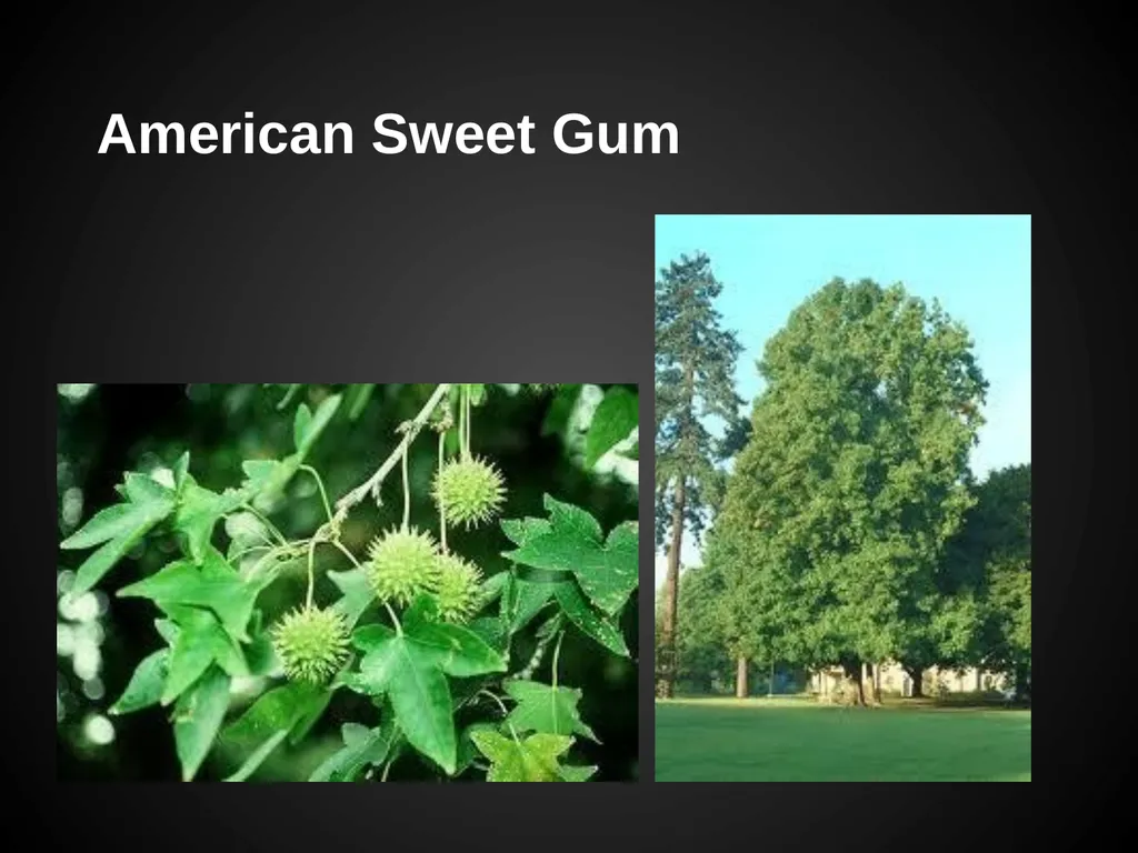 Trees Japanese Maple Silk Tree Strawberry Tree - slide 24 of 42