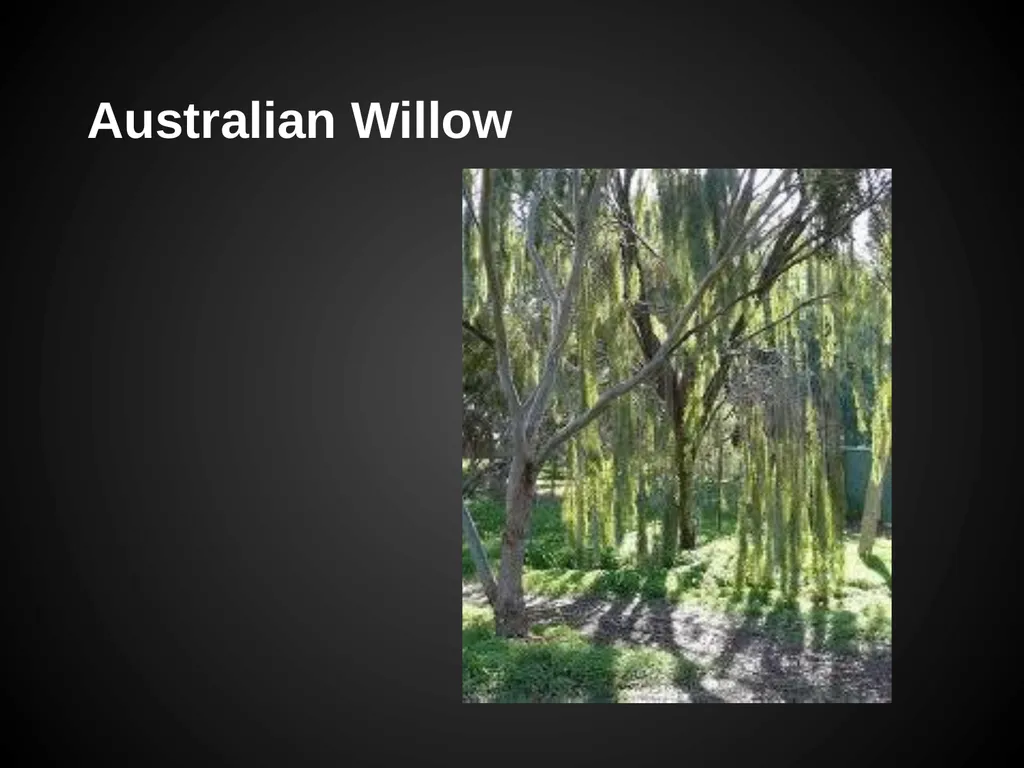 Trees Japanese Maple Silk Tree Strawberry Tree - slide 21 of 42