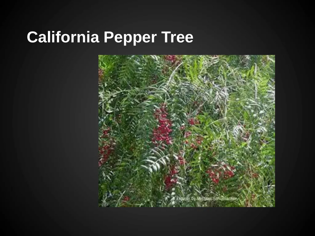 Trees Japanese Maple Silk Tree Strawberry Tree - slide 39 of 42