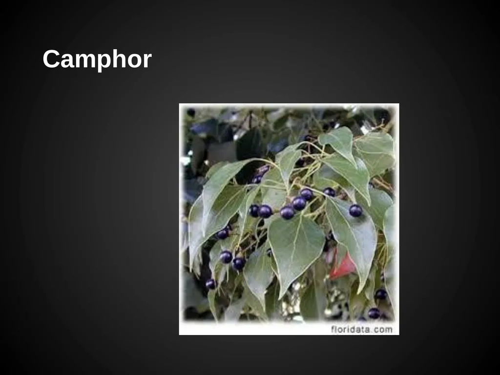 Trees Japanese Maple Silk Tree Strawberry Tree - slide 10 of 42
