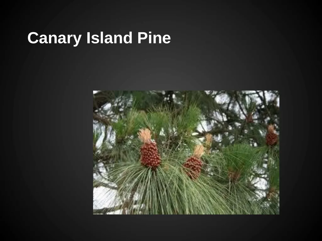 Trees Japanese Maple Silk Tree Strawberry Tree - slide 31 of 42