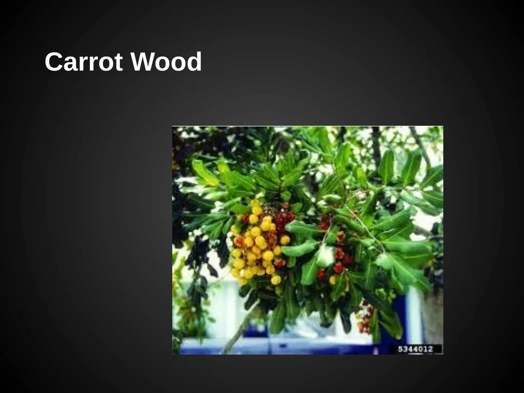 Trees Japanese Maple Silk Tree Strawberry Tree - slide 12 of 42