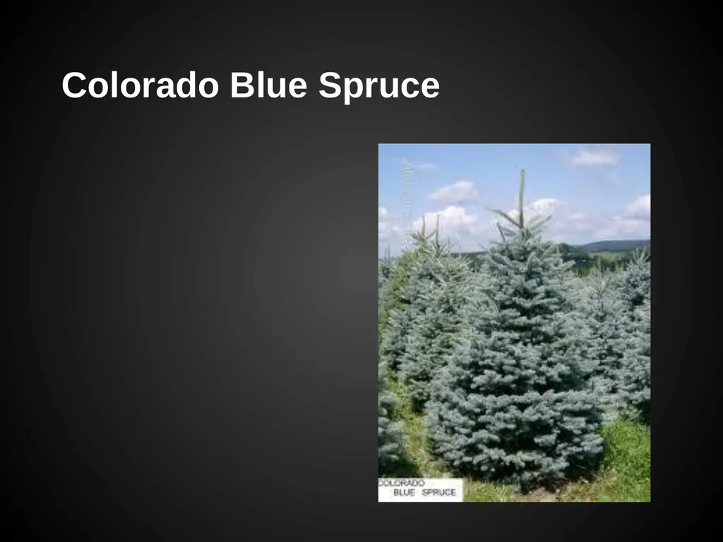 Trees Japanese Maple Silk Tree Strawberry Tree - slide 30 of 42